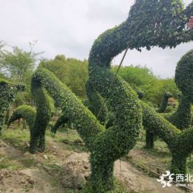 小叶女贞长龙造型价格 小叶女贞造型基地