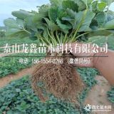 甘露草莓苗、甘露草莓苗基地价格