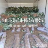 脱毒甘露草莓苗、甘露草莓苗出售基地