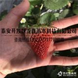 脱毒牛奶草莓苗、牛奶草莓苗出售价钱