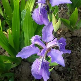 藍(lán)花鳶尾    紫花地丁