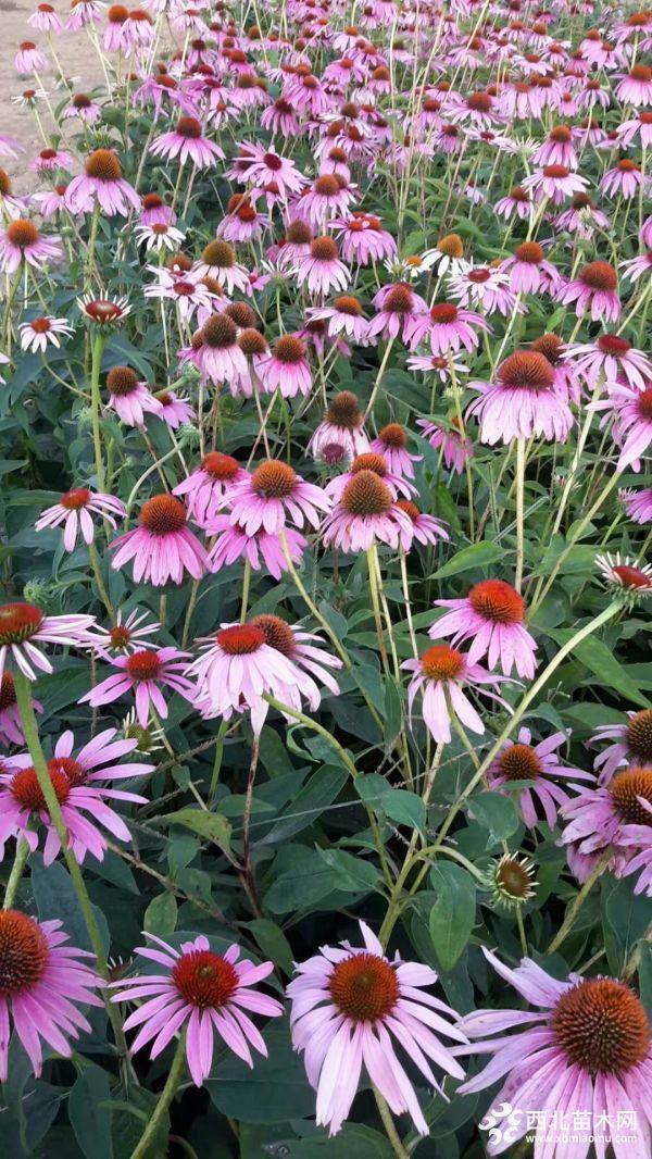 松果菊，金雞菊