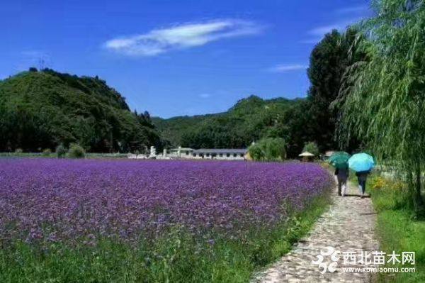 薰衣草柳叶马鞭草