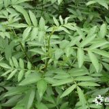 河北唐山九葉青花椒樹苗丶1公分九葉青花椒樹苗批發(fā)