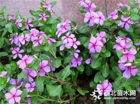 长春花  夏瑾