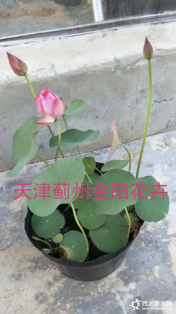 荷花，睡蓮