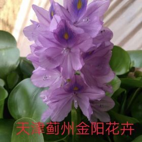 水葫蘆，黃菖蒲