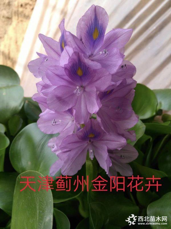 水葫芦  黄菖蒲