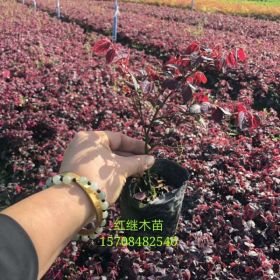 供應(yīng)紅檵木13杯/出售13杯紅檵木什么價格紅檵木苗