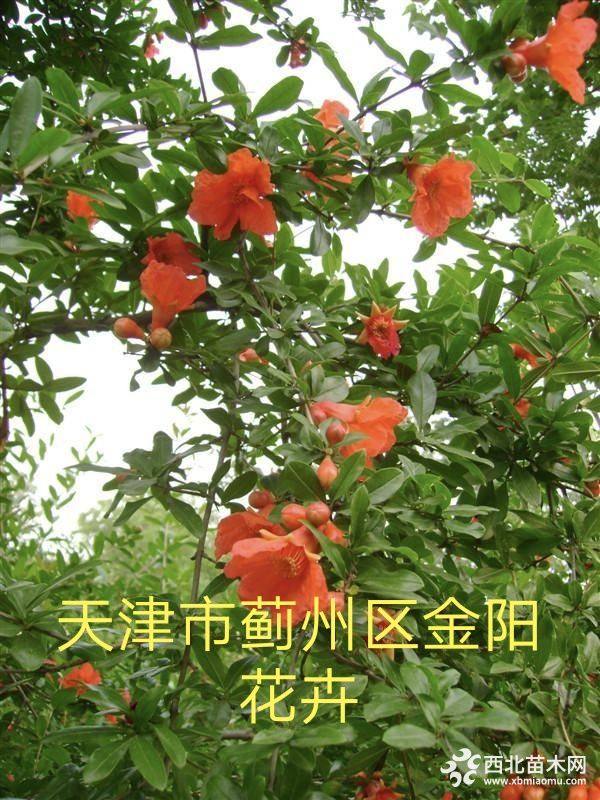 櫻花  花石榴