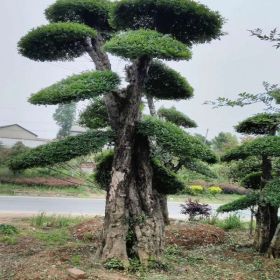 京山对节白蜡景观树出售