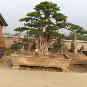 湖北京山对节白蜡盆景出售