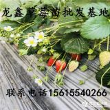 达赛莱克特草莓苗、达赛莱克特草莓苗批发、达赛莱克特草莓苗供应价格