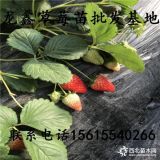 圣诞红草莓苗、圣诞红草莓苗哪里有卖的、圣诞红草莓苗出售价格