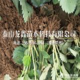 脱毒法兰地草莓苗、法兰地草莓苗批发