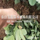 大叶红颜草莓苗、大叶红颜草莓苗哪里有卖的、大叶红颜草莓苗价格趋势