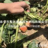 脱毒巧克力草莓苗、巧克力草莓苗附近哪里有