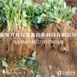 脱毒艳丽草莓苗、艳丽草莓苗基地