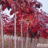 山東紅葉白蠟前景  公分美國(guó)紅葉白蠟  苗圃慶云茂達(dá)苗木