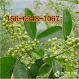 出售大紅袍花椒樹(shù)苗基地-3公分5公分花椒苗價(jià)格