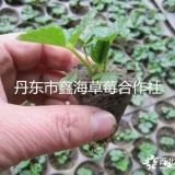 江蘇草莓苗，供應(yīng)優(yōu)質(zhì)紅顏草莓苗，無病害