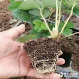 脱毒奶油草莓苗、奶油草莓苗什么品种好