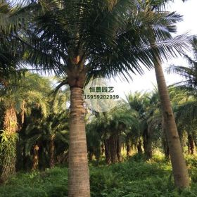 云南国王椰子供应基地 大面积种植