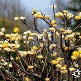 沭阳结香花报价40-60-80-100公分结香花什么价格