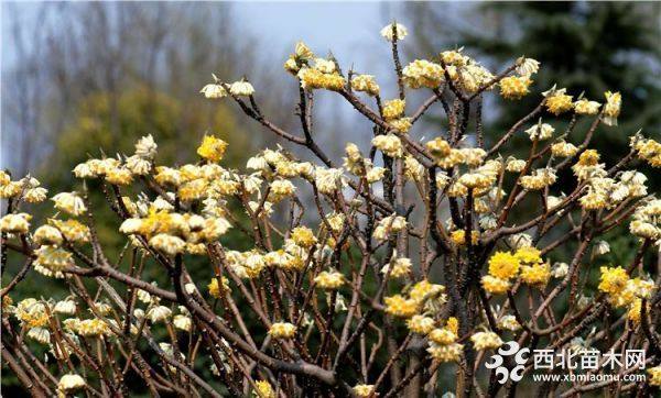 结香花报价