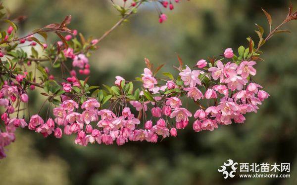 垂丝海棠上车价