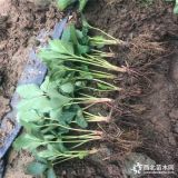 草莓苗、今年草莓苗價格多少、草莓苗批發(fā)基地