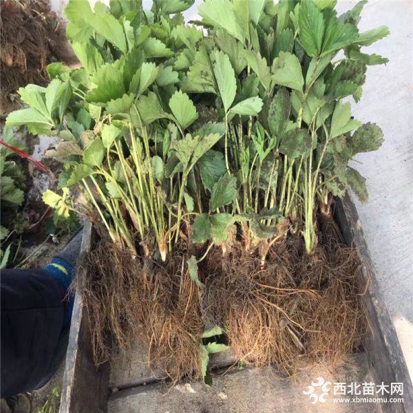 草莓苗、今年草莓苗價(jià)格多少、草莓苗批發(fā)基地