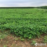 豐香草莓苗、豐香草莓苗基地、豐香草莓苗出售價格