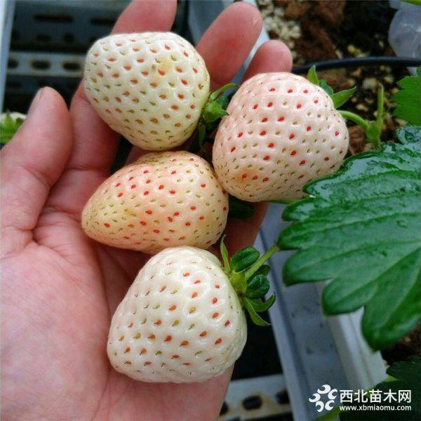 甜寶草莓苗價(jià)格、購買甜寶草莓苗價(jià)格