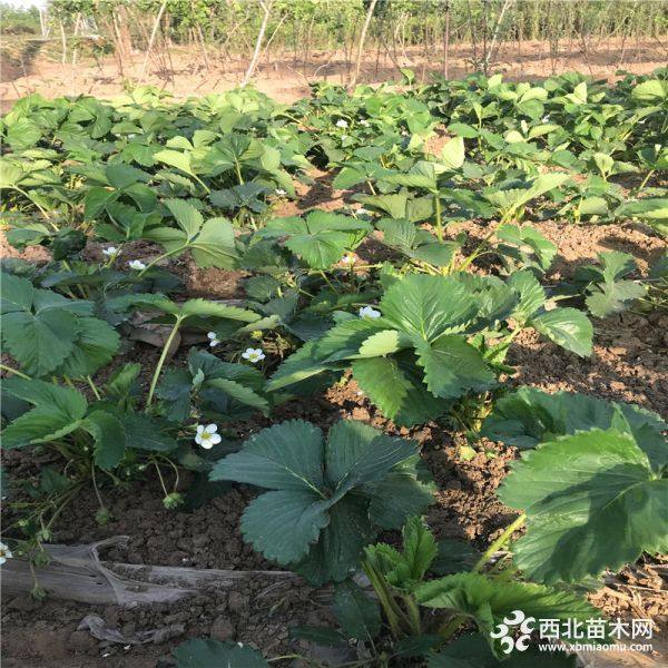 红颜草莓苗出售、红颜草莓苗批发多少钱