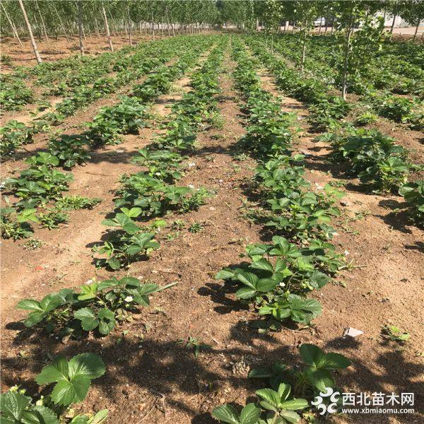 脱毒草莓苗、脱毒草莓苗价格、出售脱毒草莓苗基地