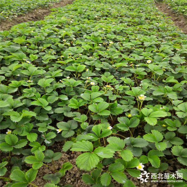 太空2008草莓苗、太空2008草莓苗基地价格