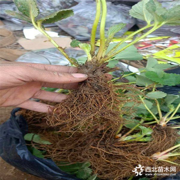 奶油草莓苗、出售奶油草莓苗、奶油草莓苗价格