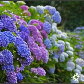 宿迁绣球花数量充足冠幅150-350公分绣球花装车价格