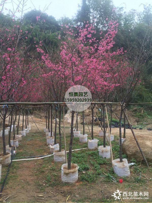 福建山櫻花