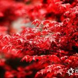 江蘇地區(qū)紅楓價(jià)格地徑2-6-10公分紅楓多少錢