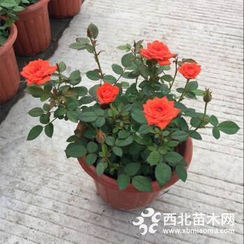 蔷薇花苗价格