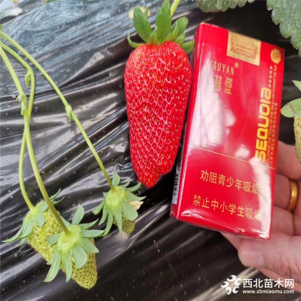 巨星一号草莓苗