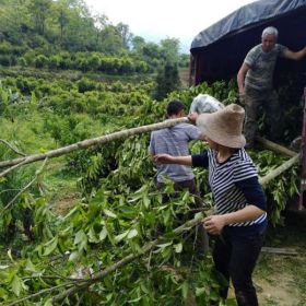 5公分半枫荷基地价格