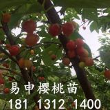 哪里的櫻桃苗好？價(jià)格怎么樣