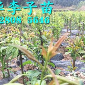 2019蜂糖李苗批发，1公分蜂糖李树苗价格多少钱一棵？