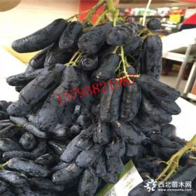 苗圃热销多品种葡萄苗 嫁接甜蜜蓝宝石葡萄苗 夏黑 克伦生葡萄