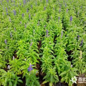 鼠尾草价格 各种时令草花大量批发