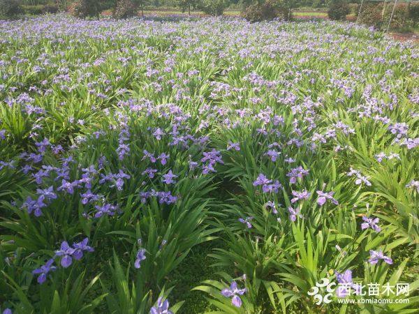 藍(lán)花鳶尾