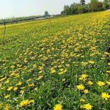 五一花卉木春菊供应（木春菊价格）16杯子花卉